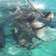 Imagen: Eco Abrolhos / Facebook